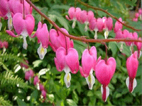 Dicentra Pink