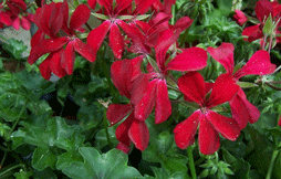 Geranium Ivy Red