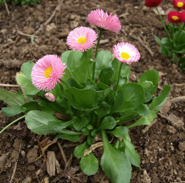 Bellis Galaxy Pink