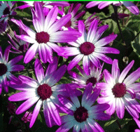 Cineraria Senetti Magenta Bicolor