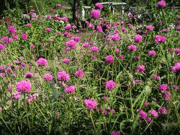 Gomphrena Fireworks