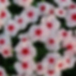 Vinca Apricot Delight