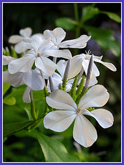 Plumbago White