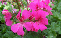 Geranium Ivy Rose