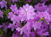 Azalea Lavender