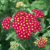 Achillea Strawberry Seduction