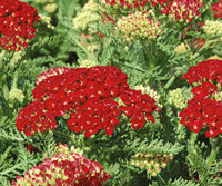 Achillea Pomegranate