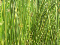 Juncus Variegated