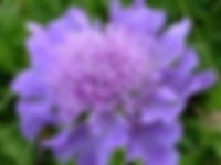 Scabiosa Blue