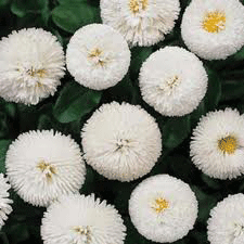 Bellis Galaxy White