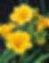 Day Lily Stella De Oro