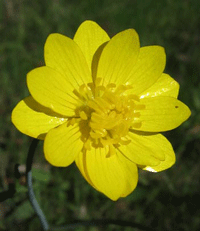 Ranunculus California Mix