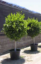 Ficus Nitida