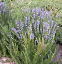 Rosemary Upright