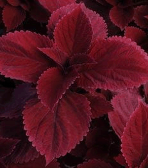 Coleus Sun Red Head