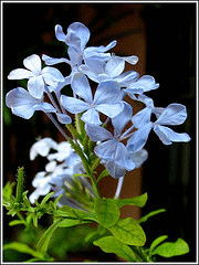 Plumbago Blue