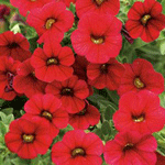 Calibrachoa Red