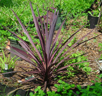 Cordyline Red Sensation