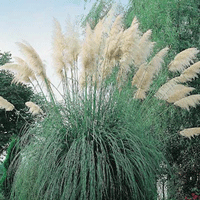 Pampas Grass