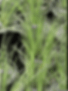 Acourus Variegated