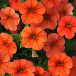 Calibrachoa Tangerine