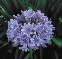 Agapanthus Blue