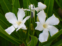 Oleander Dwarf