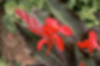 Cana Green Red
