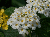 Lantana White