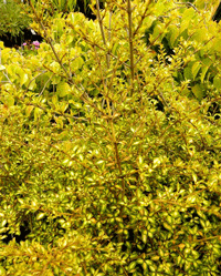 Coprosma Beatson's Gold