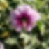 Lavatera Lavender