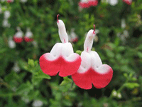 Salvia Hot Lips