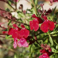 Salvia Greggii Red