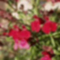 Salvia Greggii Red
