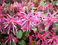 Loropetalum Rubrum