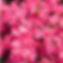 Azalea Pink