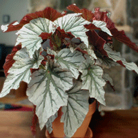 Begonia Angel Wing