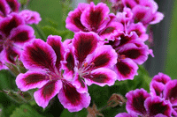 Geranium Martha Washington