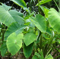 Elephant Ear