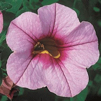 Calibrachoa Light Pink