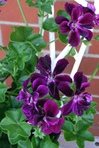 Geranium Ivy Purple