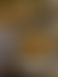 Poulet sauce moutarde