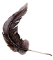 feather_edited.png