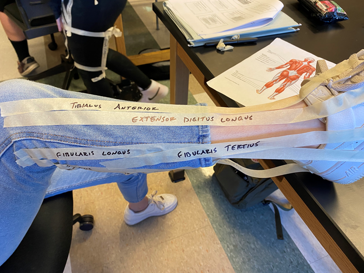 Labeling the synergistic and antagonistic muscles in joints lab content media