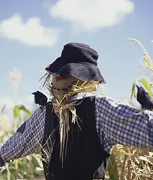 scarecrow stock.webp