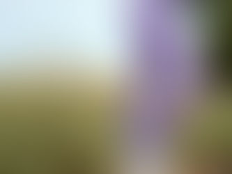 Hot Review! Lavender Dream High-Waisted Leggings