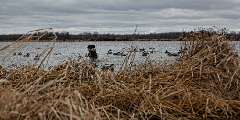 Duck Hunt
