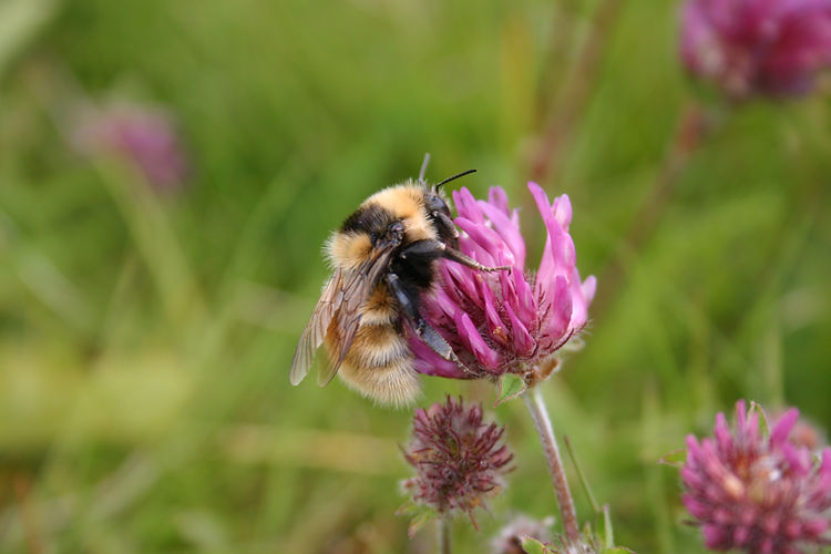 GYB on red clover.03.jpg