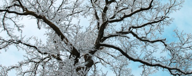 Сквозь бурые сучья деревьев белеет небо. Сквозь бурые сучья деревьев белеет небо. Дерево без листьев ночью. Беркетакен заснеженный ветки. Опушка осеннего леса.