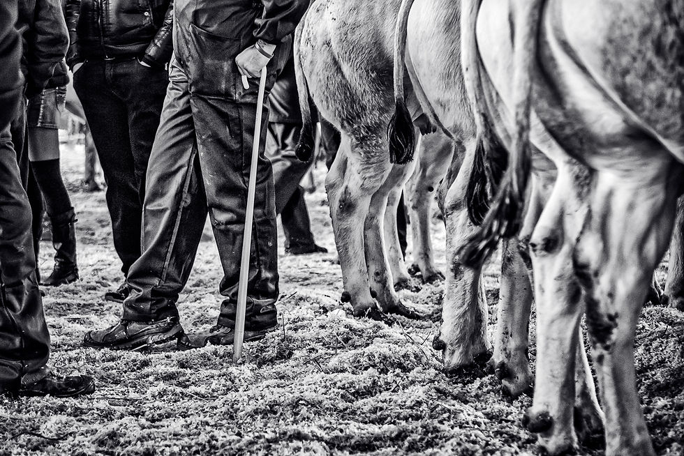 Fiera del Bue Grasso di Carrù (CN)